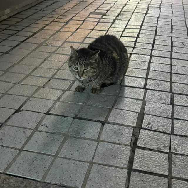 고양이