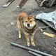 보리보리쌀