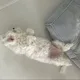 당근채고시다
