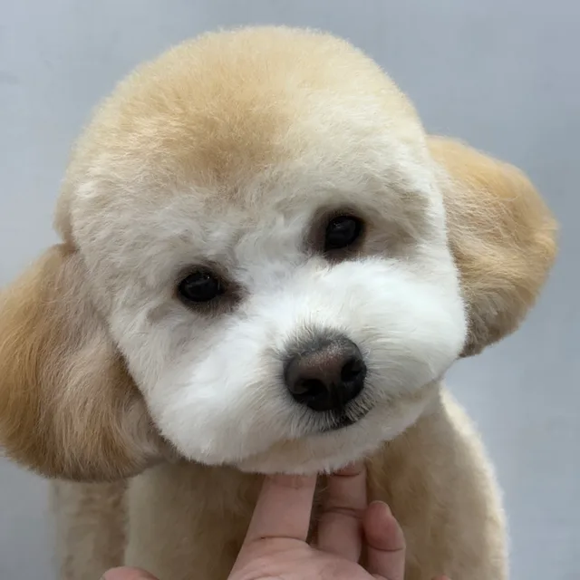 감자