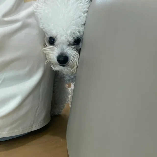 이클립스