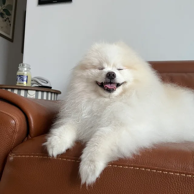 포니닝