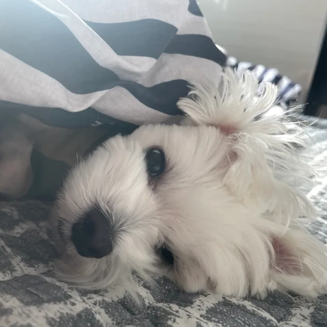 굿모닝