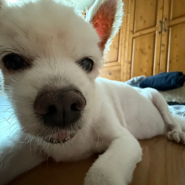 쫑이쓰
