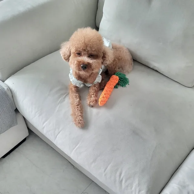 해피
