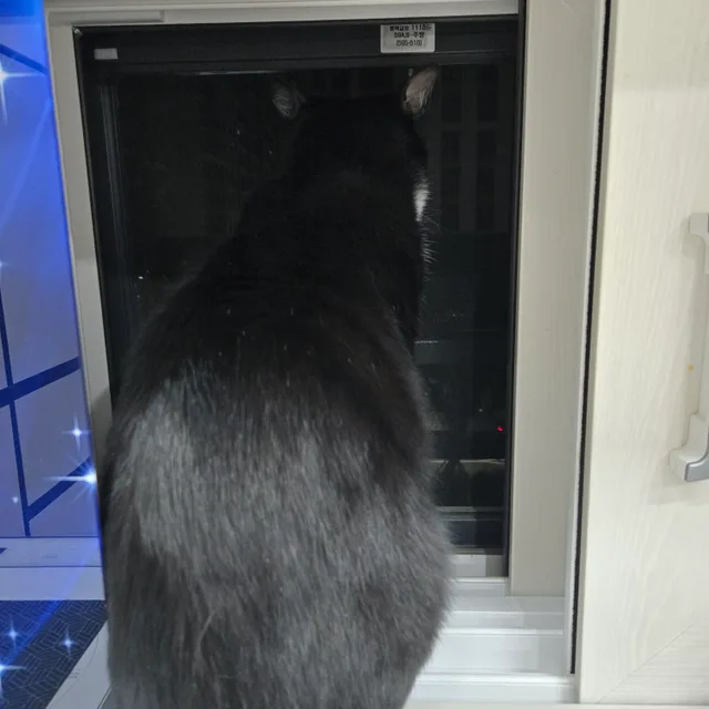 김최두비