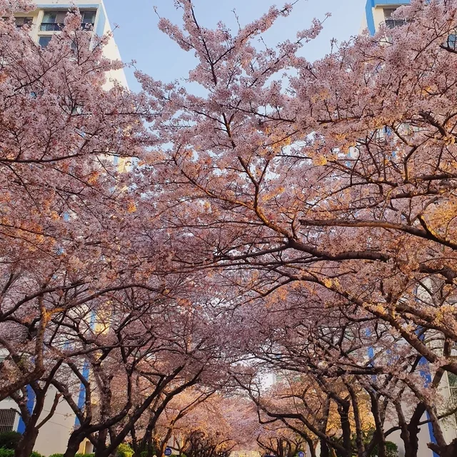 로키