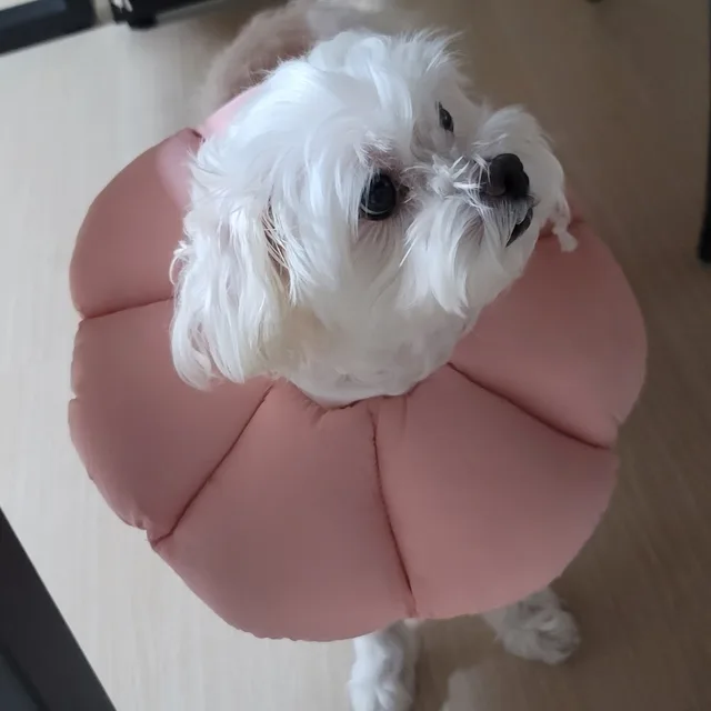모찌파파