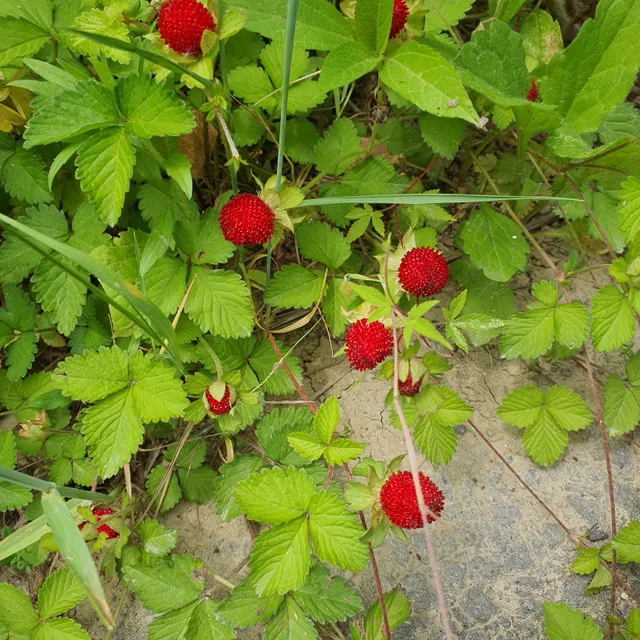 산딸기