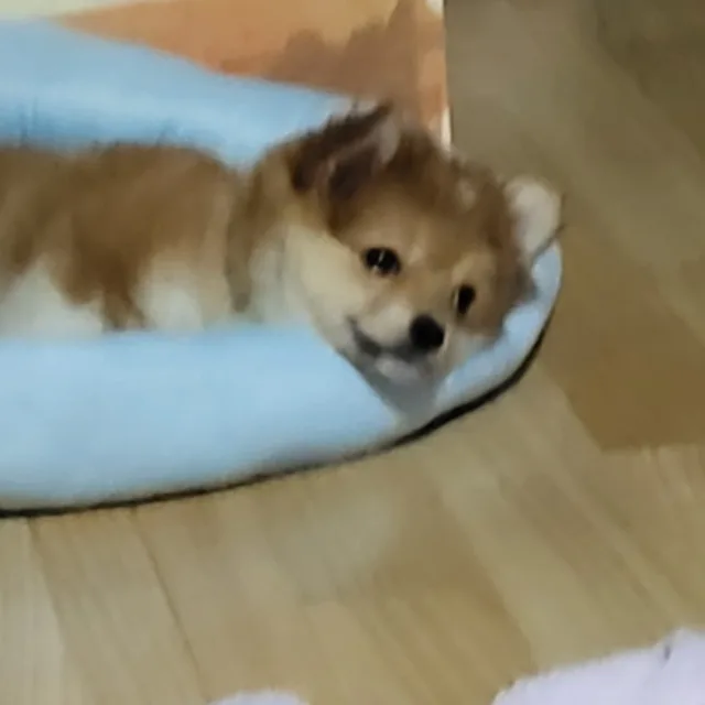 에헴