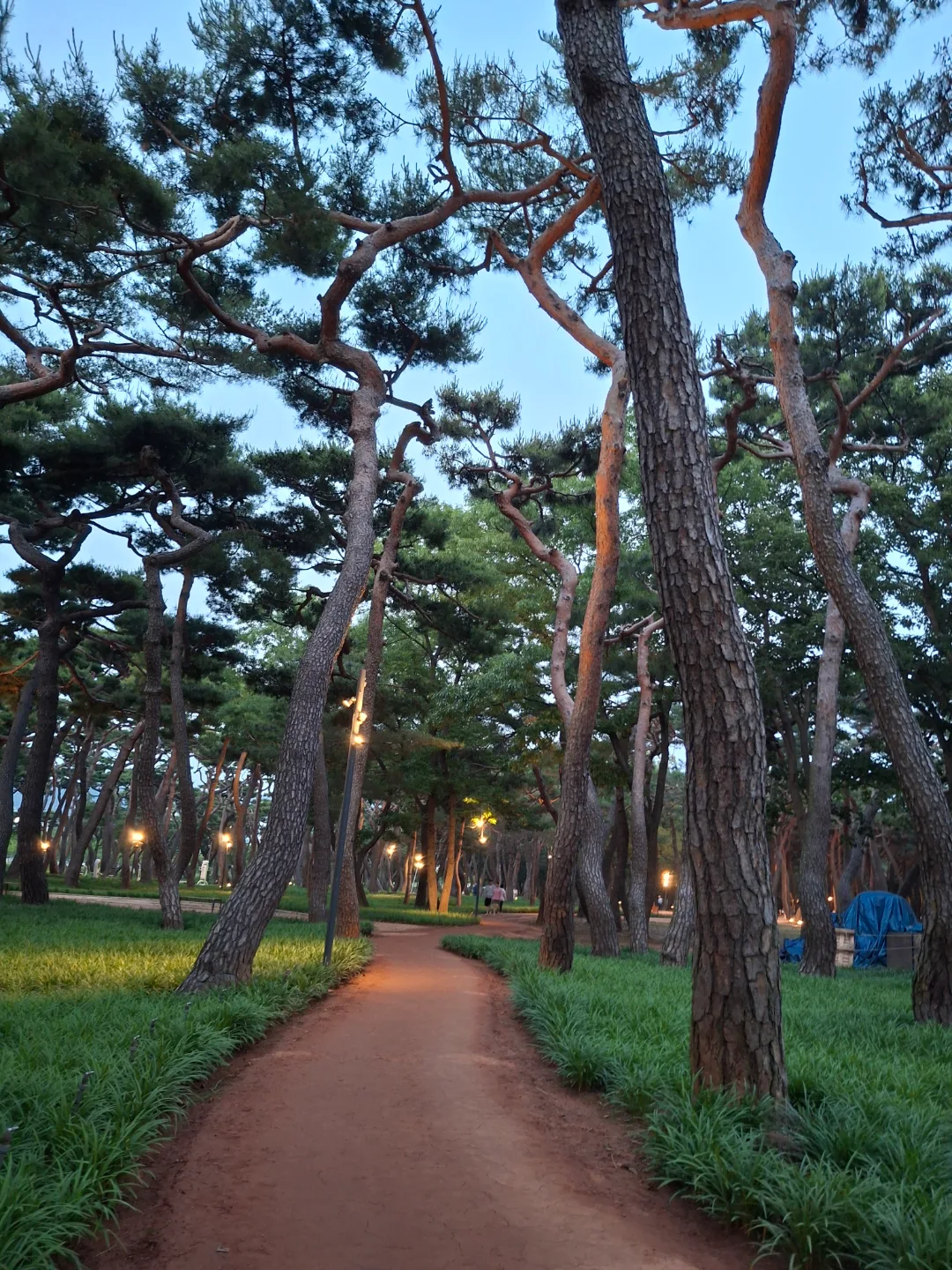 들꽃