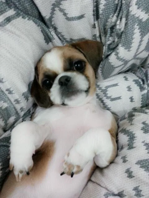 금금동이