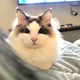 4989