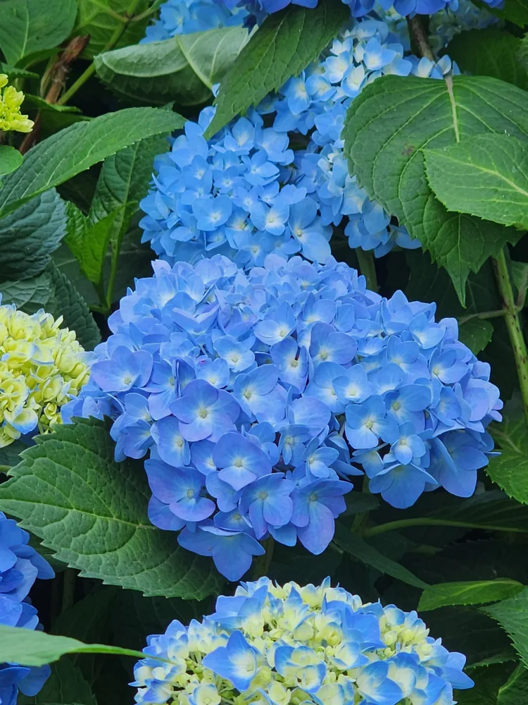 별마당
