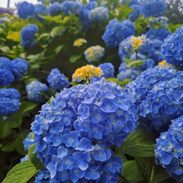 엘르샤