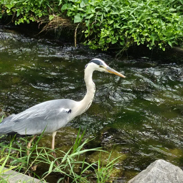 heron