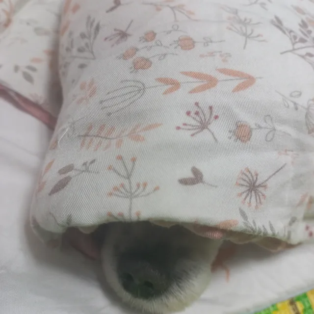 크레키