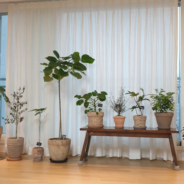플랫율
