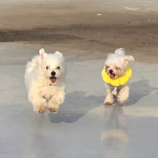 담담