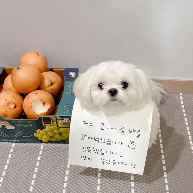 붕어빵