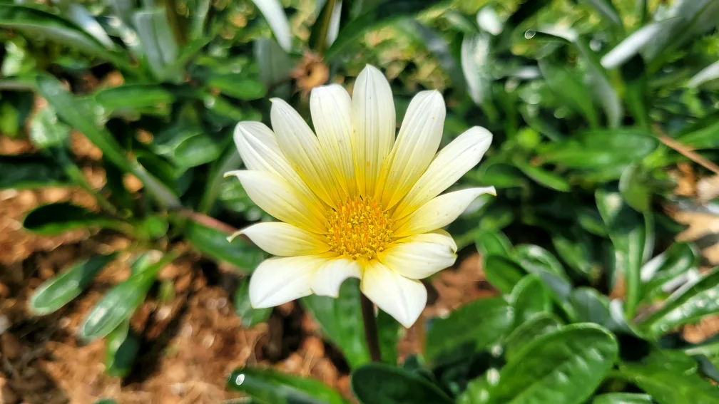 광양읍이에요