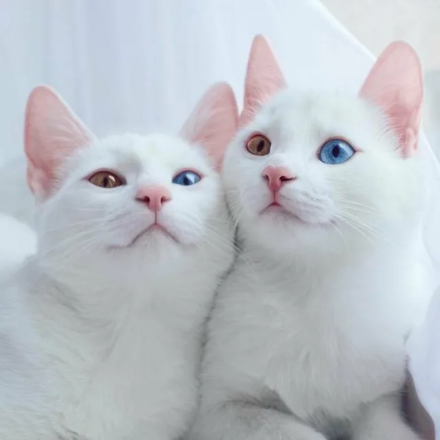 또봄