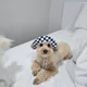 하나비