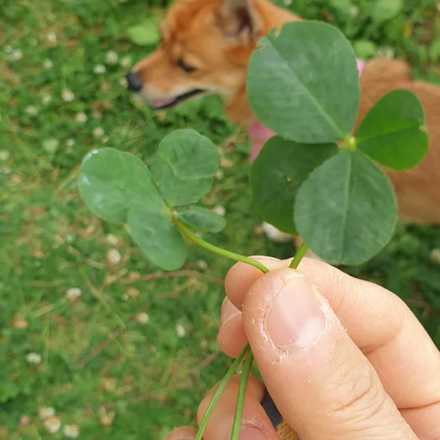 진주