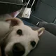 우에사카스미레이쁘다