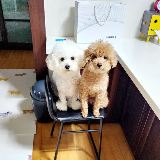 몽도리