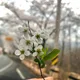 당근인지감자인지