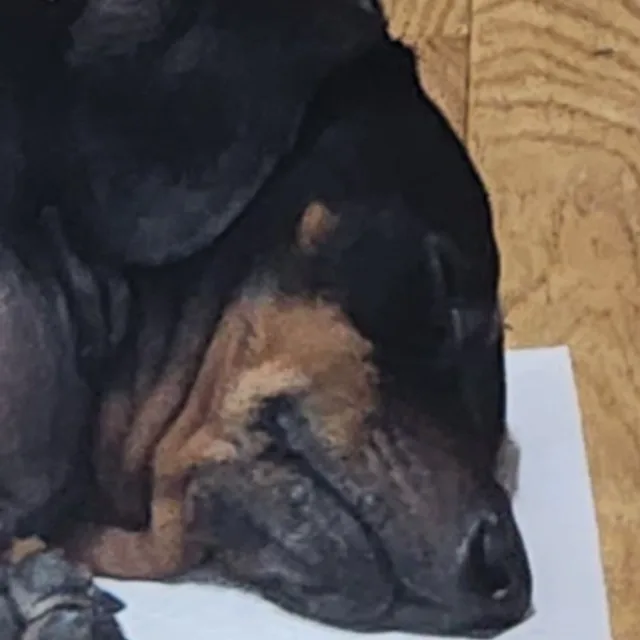 개영람