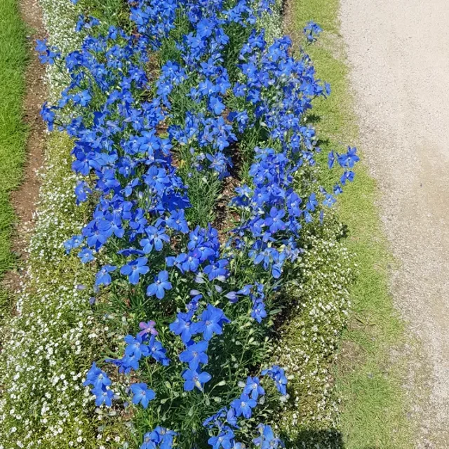 호야야