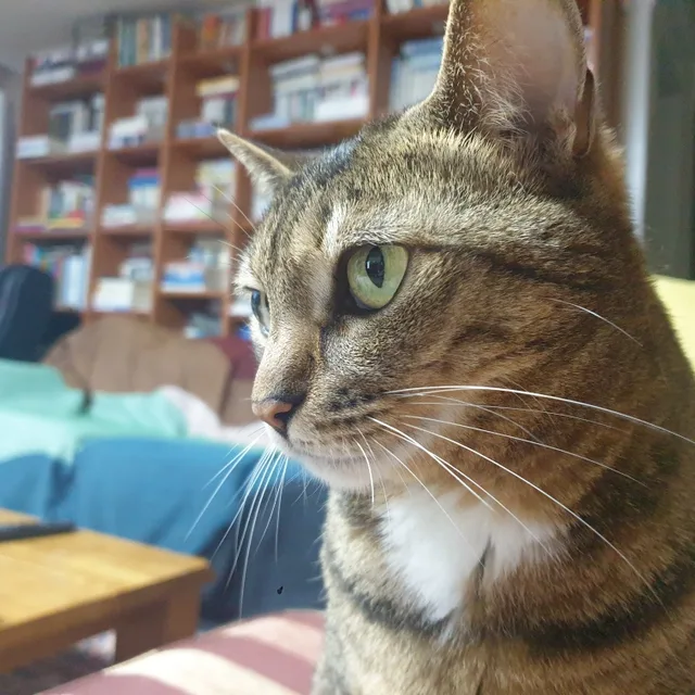 당근맛cat