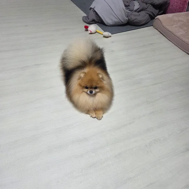 라리