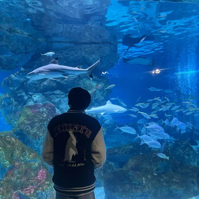 도안띠엔둥