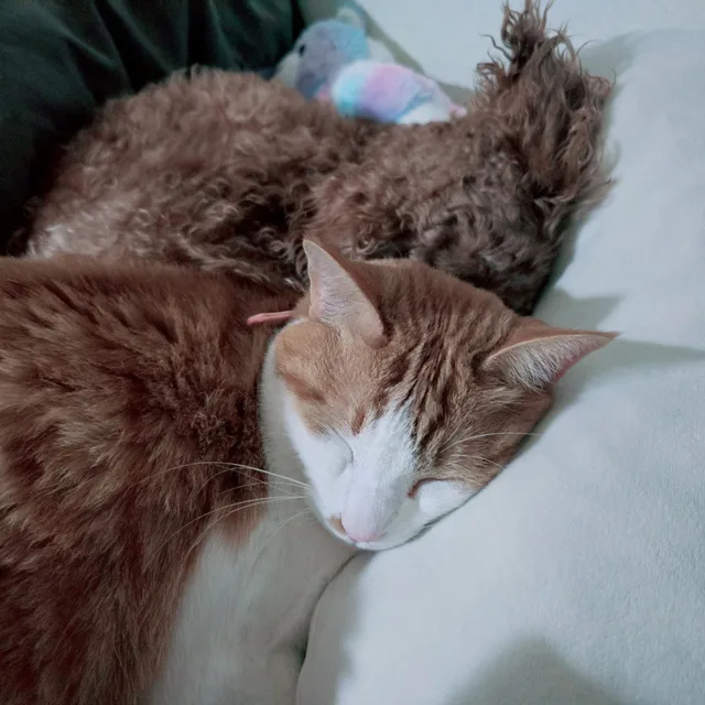 요미쇼품샵