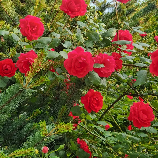 로즈