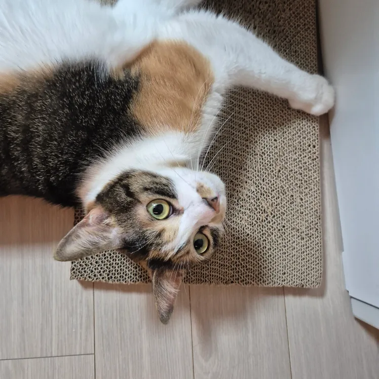 양형