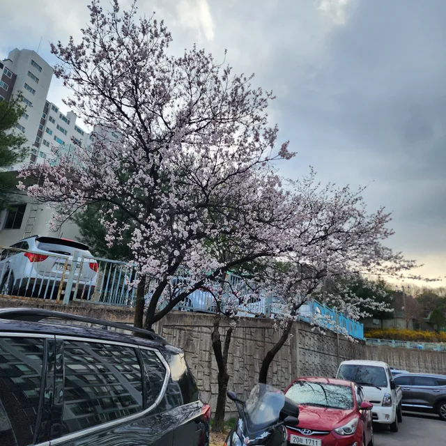 혁이마미