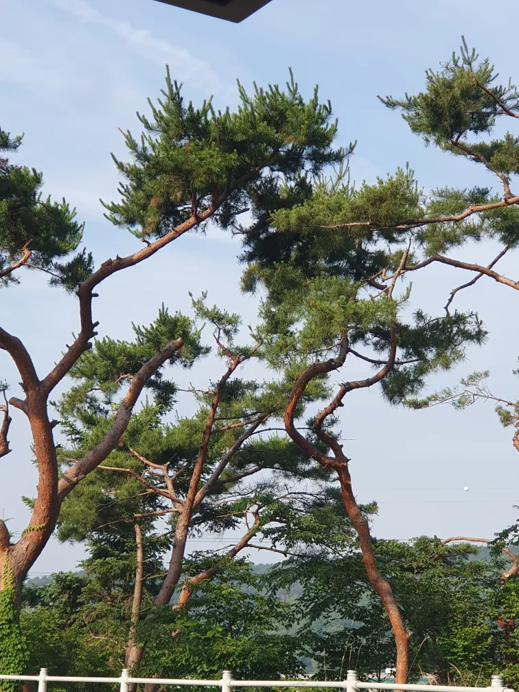 호수까치