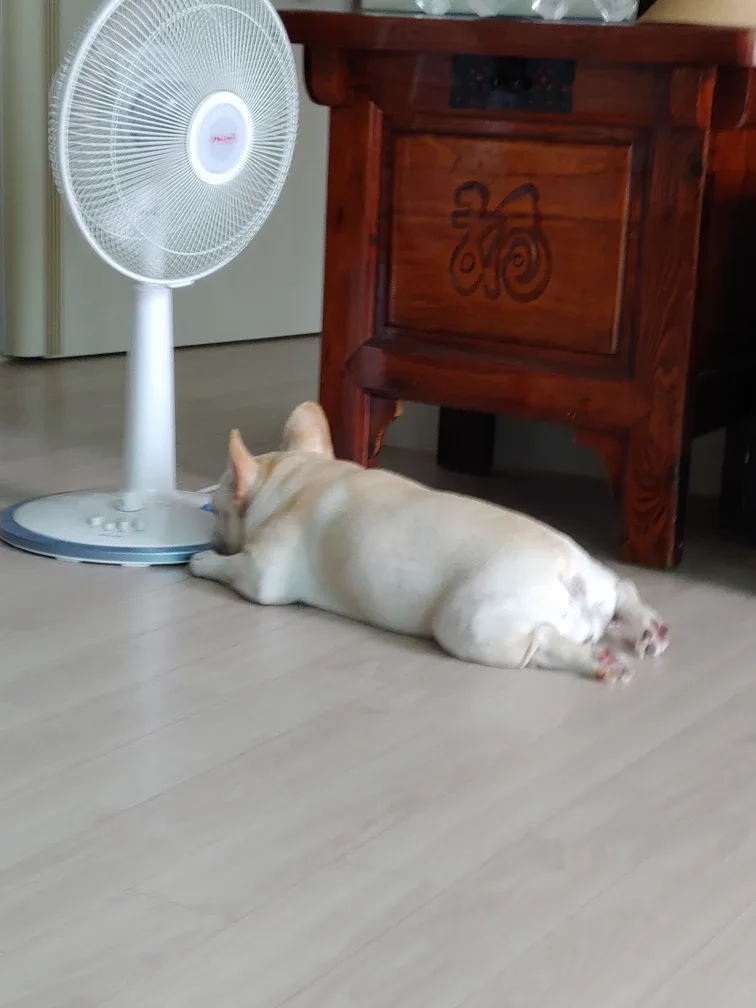 안방마님