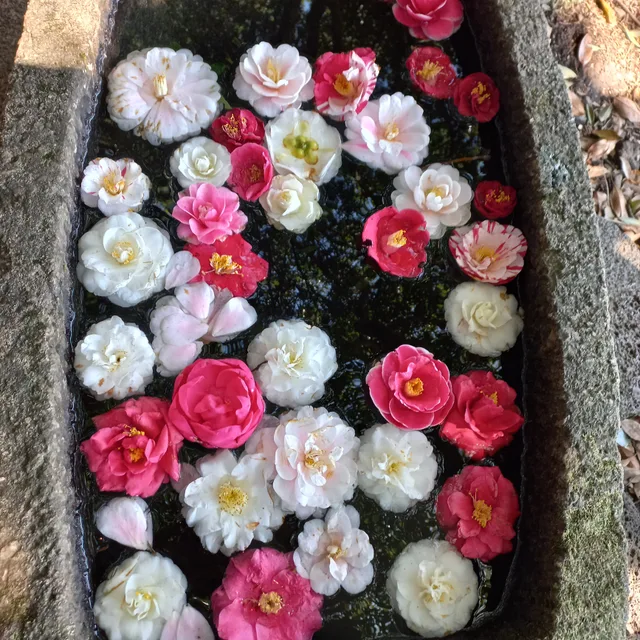 밥통이