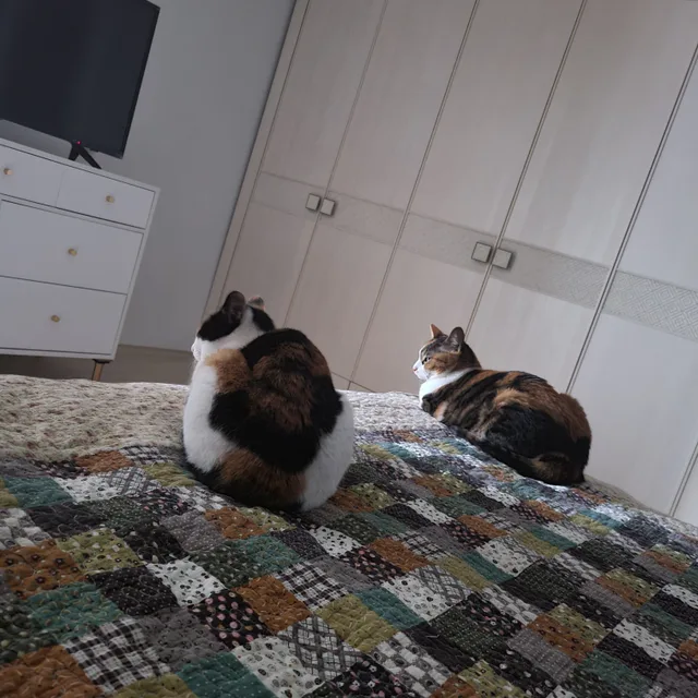 보미