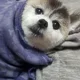 히응이