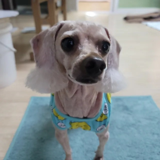 인생템
