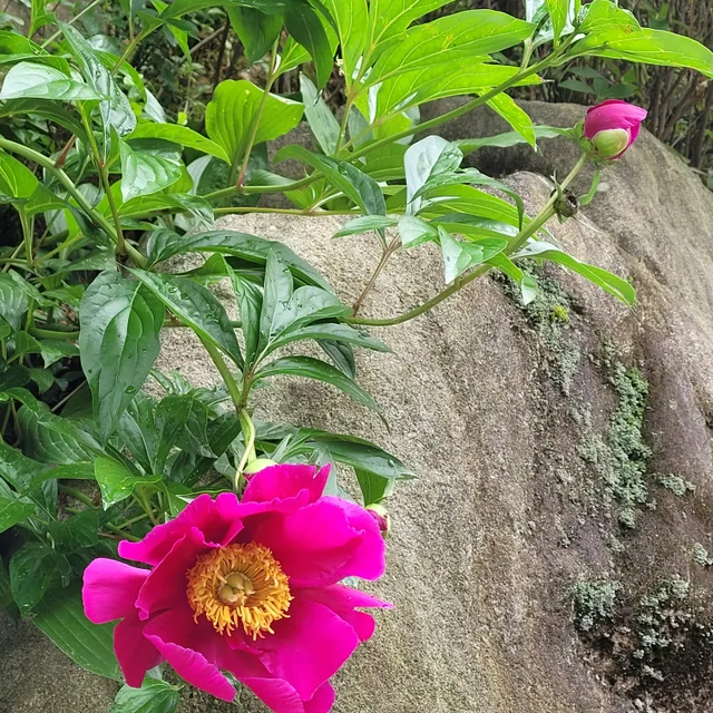 모란