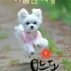 쟈니굿