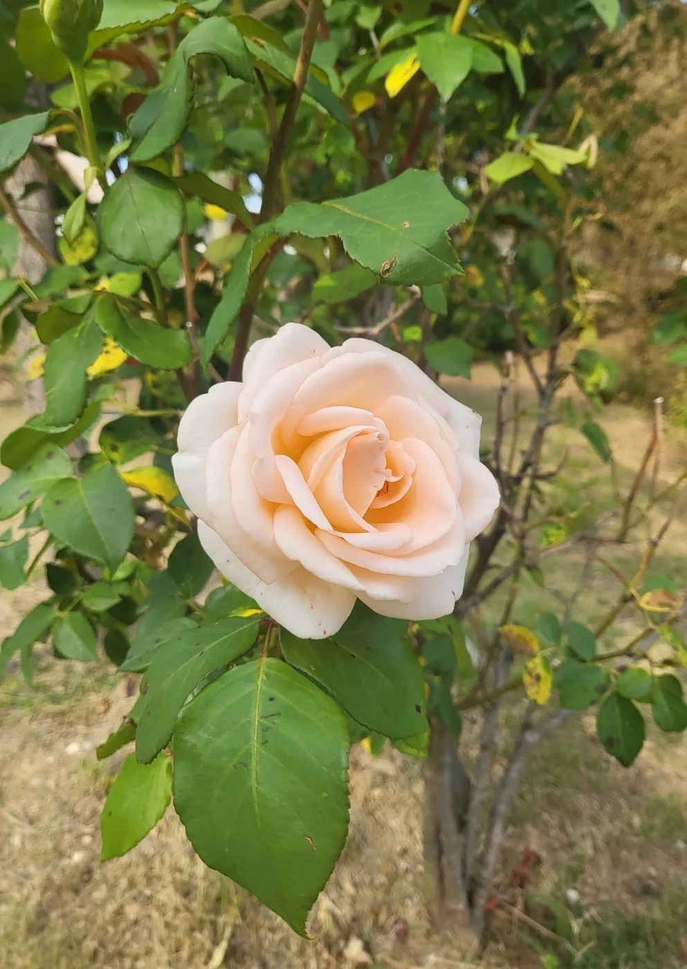 달이네
