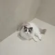쿨로리
